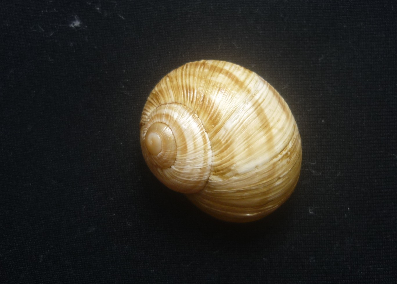 Helix ligata